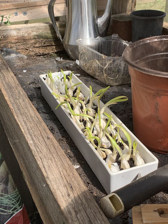 Making garlic chives from shoots - September 2020