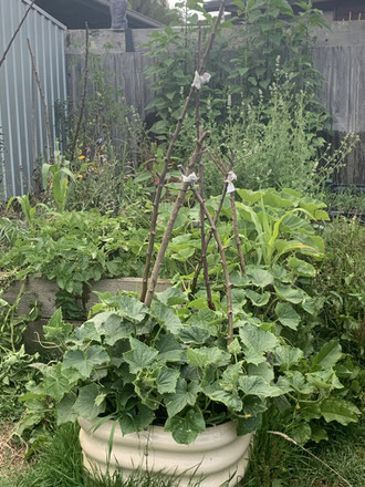 Growing cucumbers