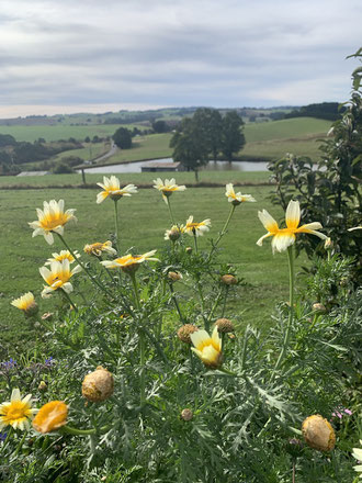 Chrysanthemums growing happy in winter.