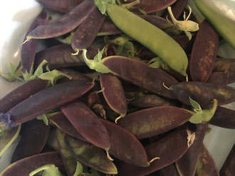 Purple Podded Peas.