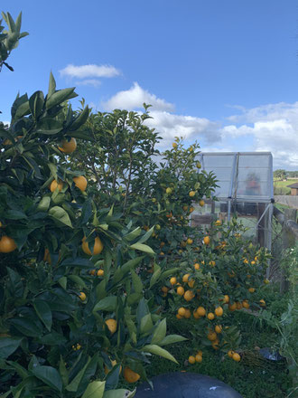 Our trees laden with Citrus - modern homesteading