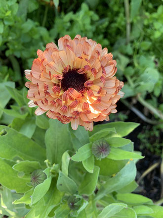 Touch of Red - Calendula