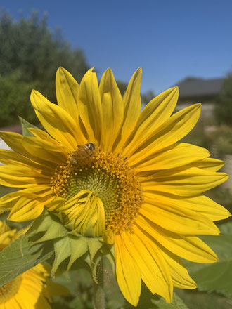 Sunflower opening