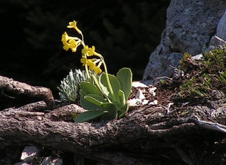 Petergstamm Gelb (Primula auricula) Fundort: Feuerkar