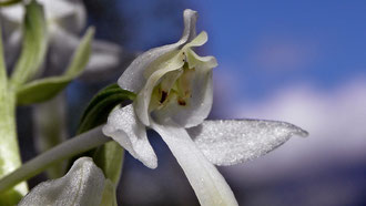 Weiße Waldhyazinthe (Platanthera bifolia)  Fundort: Hall-Mühlau