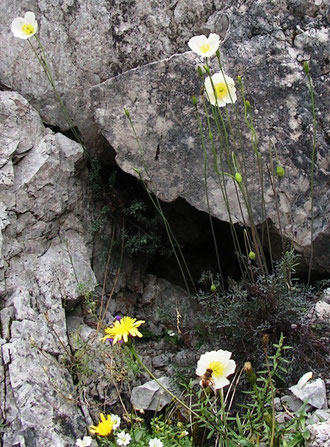 Weißer Alpen-Mohn (Papaver alpinum subsp. sendtneri) Fundort: Gsengscharte