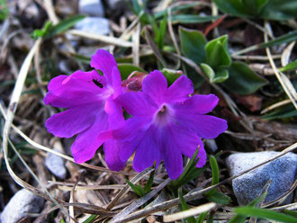 Petergstamm Lila  (Primula) Fundort: Scheiblingstein