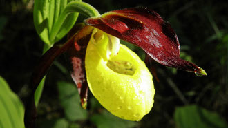 Gelbe Frauenschuh (Cypripedium calceolus)  Fundort: Hall-Mühlau