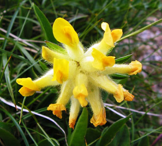 Alpen - Wundklee (Anthyllis vulneraria) Fundort: Feuerkar