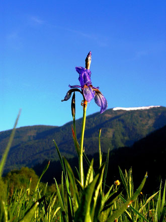 Schwertlilie (iriws sibirica) Admont Cordon