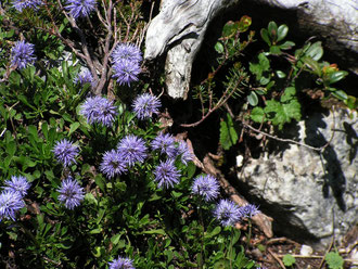 Herzblättrige Kugelblume (Globularia cordifolia)  Fundort: Hallermauern Scheiblingstein