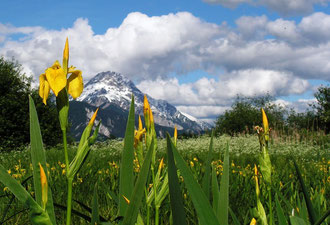 Sumpf-Schwertlilie (Iris pseudacorus) Fundort: Admont West Wolfsbacherwiesen