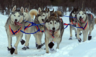 Course de traineau, photo Alaskan Dude Frank Kovalchek