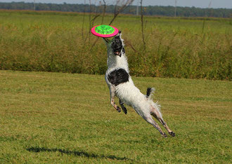 Frisbee, photo Emery_way