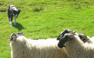 Travail sur moutons, photo pscf 11, Gregg Sloan