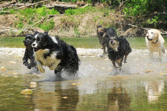 Hundefotografie Hundfotograf Angebote Gruppen Gruppenangebot Aktion Hund Hunde Fotoshooting Preise Preisliste Konditionen