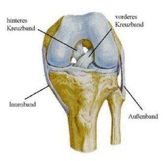 Arthroskopie des Kniegelenks