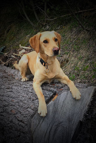 Gina, Labradorhündin, gelb