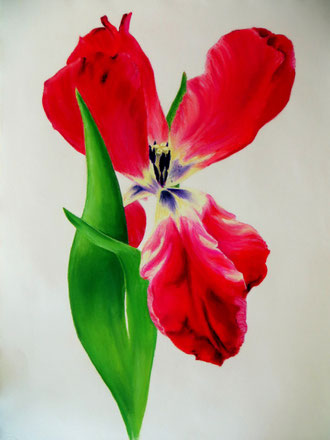 Tulipan - 2015 - 50 x 70 - Pastell auf Bütten