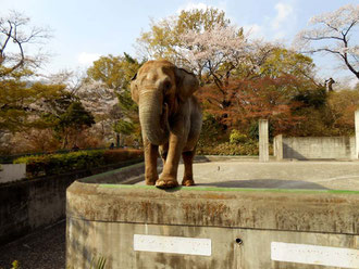 鼻を持ってよっこらしょ♪　あおい夢工房　炎と楽園のアート　