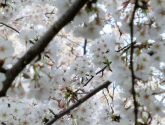 上野公園 '12