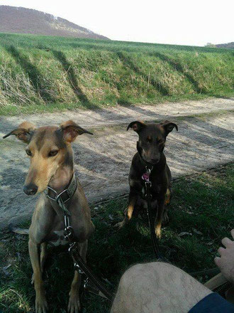 Yavo zog zu seiner Familie und seiner neuen Hundefreundin nach Homberg.