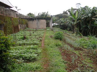 The backyard