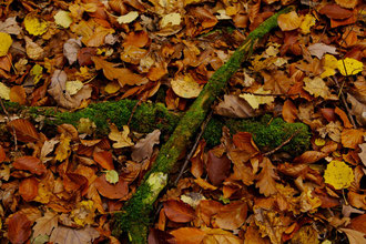 © Przemyslaw Koroza - Fotolia