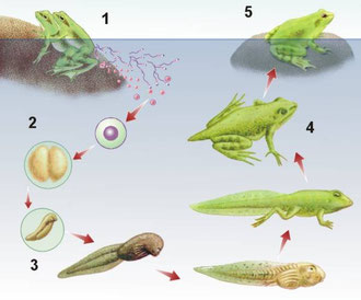 Fecundación y metamorfosis de anuros