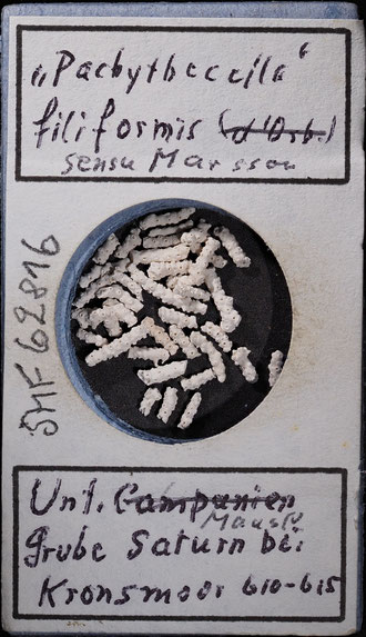 Senckenberg, Bryozoa, Bryozoen, Moostierchen, Sammlung Voigt