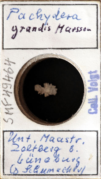 Senckenberg, Bryozoa, Bryozoen, Moostierchen, Sammlung Voigt