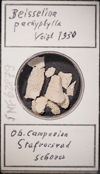 Bild 2 Bryozoa Art: Beisselina pachyphylla Voigt 1930, aus Bryozoen Sammlung Senckenberg Frankfurt; CC BY: Michael Sondermann