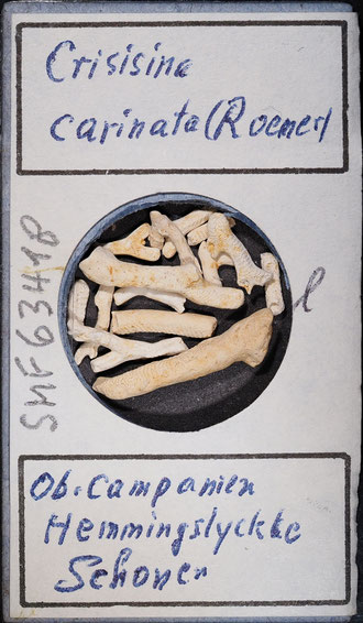 Senckenberg, Bryozoa, Bryozoen, Moostierchen, Sammlung Voigt