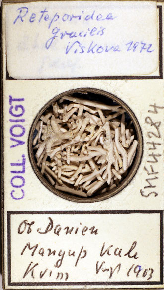 Bryozoen Sammlung Senckenberg Frankfurt, CC BY: Dr. Rainer Teubner