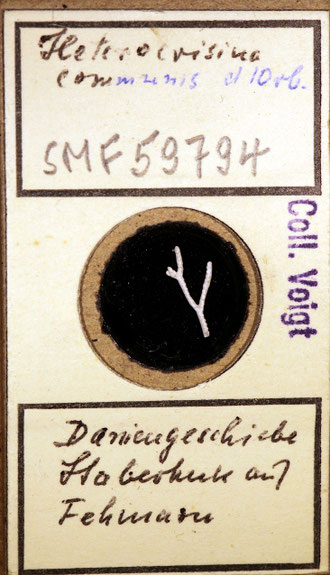 Senckenberg, Bryozoa, Bryozoen, Moostierchen, Sammlung Voigt