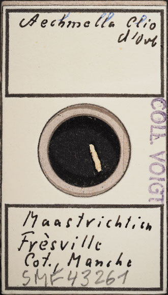 Senckenberg, Bryozoa, Bryozoen, Moostierchen, Sammlung Voigt