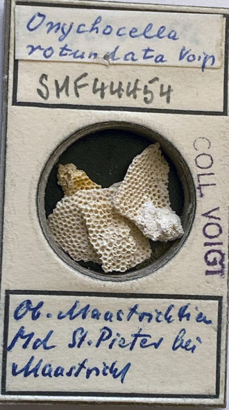 Bild 1 Bryozoa aus Sammlung Senckenberg Frankfurt
