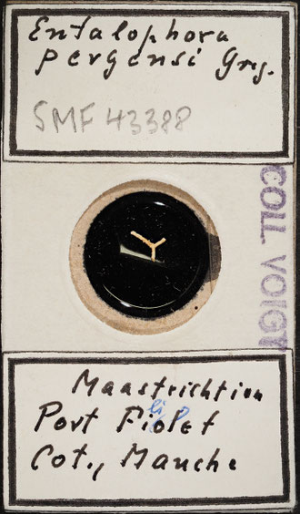 Senckenberg, Bryozoa, Bryozoen, Moostierchen, Sammlung Voigt