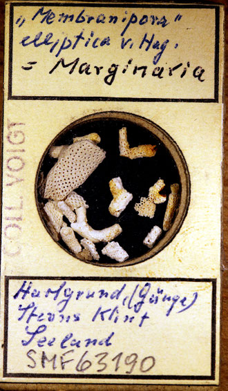 Senckenberg, Bryozoa, Bryozoen, Moostierchen, Sammlung Voigt