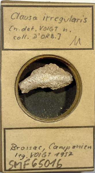 Senckenberg, Bryozoa, Bryozoen, Moostierchen, Sammlung Voigt