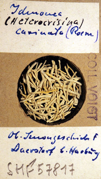 Senckenberg, Bryozoa, Bryozoen, Moostierchen, Sammlung Voigt