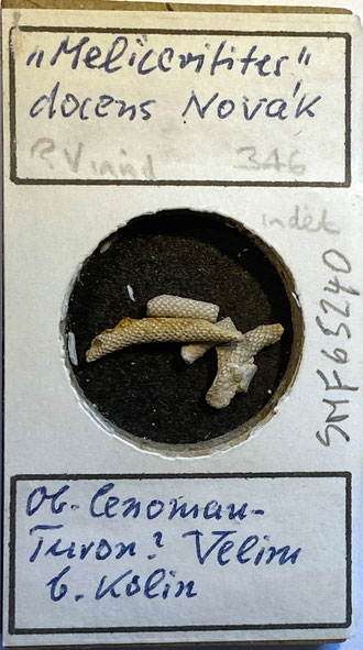 Senckenberg, Bryozoa, Bryozoen, Moostierchen, Sammlung Voigt