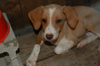 Cyntha