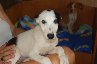 Calina