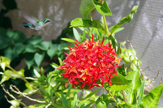 Kolibri-urlaub-curacao-villa-ferienhaus-pool-karibik