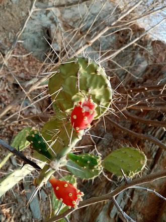 Infrou_feigenkaktus_curacao