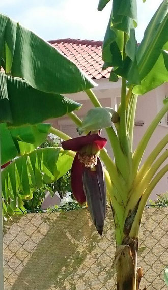 Bananen am CAS IGUANA - www.urlaub-auf-curacao-net