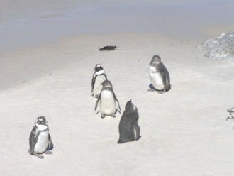 Les manchots du Cap