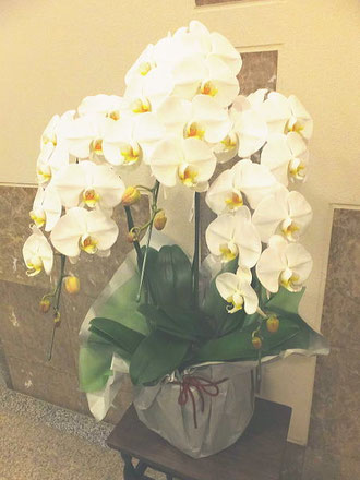 厳選胡蝶蘭の特売情報 見栄えの良い胡蝶蘭を配達 文京区湯島クローバーフラワー