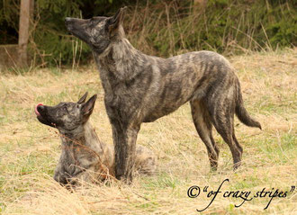 Hudi (liegend) und Amanda (stehend)